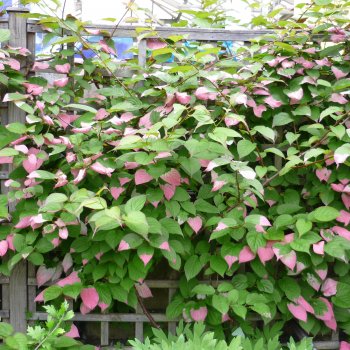 Actinidia kolomikta (Aktinídia význačná - kiwi) ‘DR. SZYMANOWSKI’ - kont. C2L, výška 30-40 cm